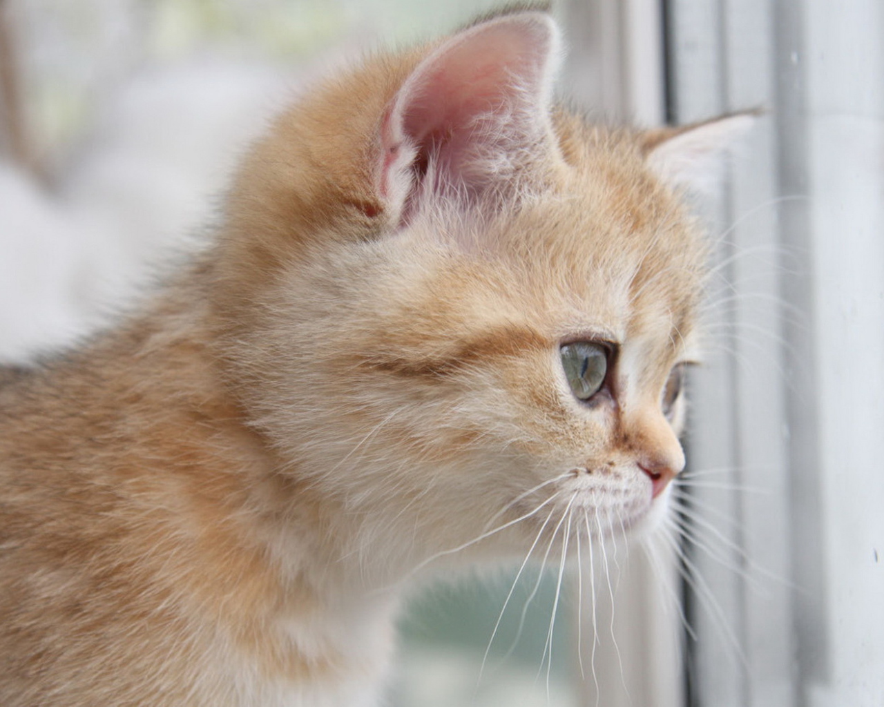 Рыжий котенок