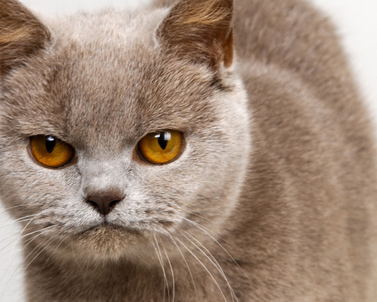 Унылый котик