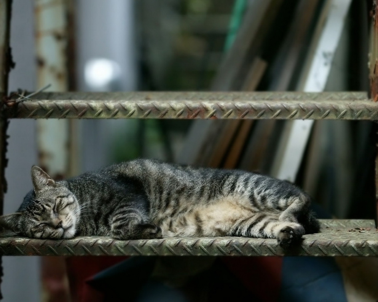 Спящая кошка