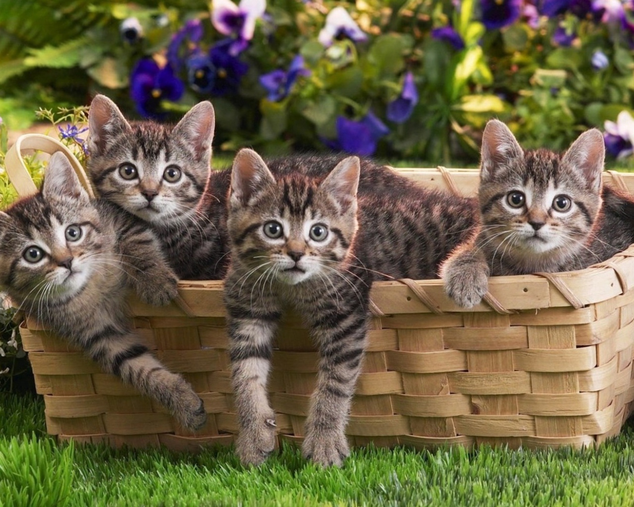 Котята в корзине
