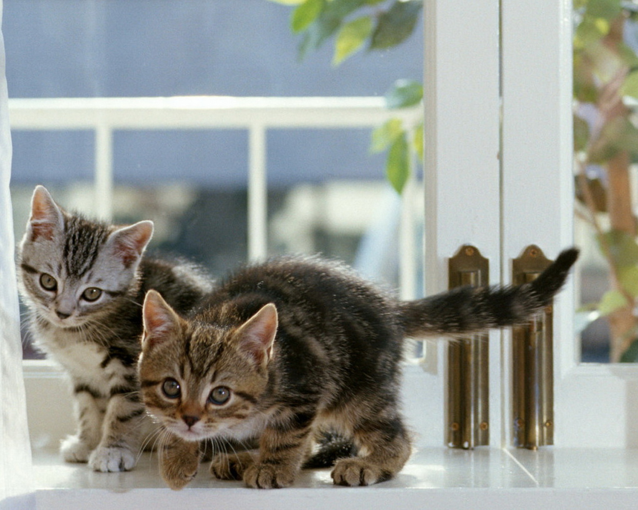 Котята на окне
