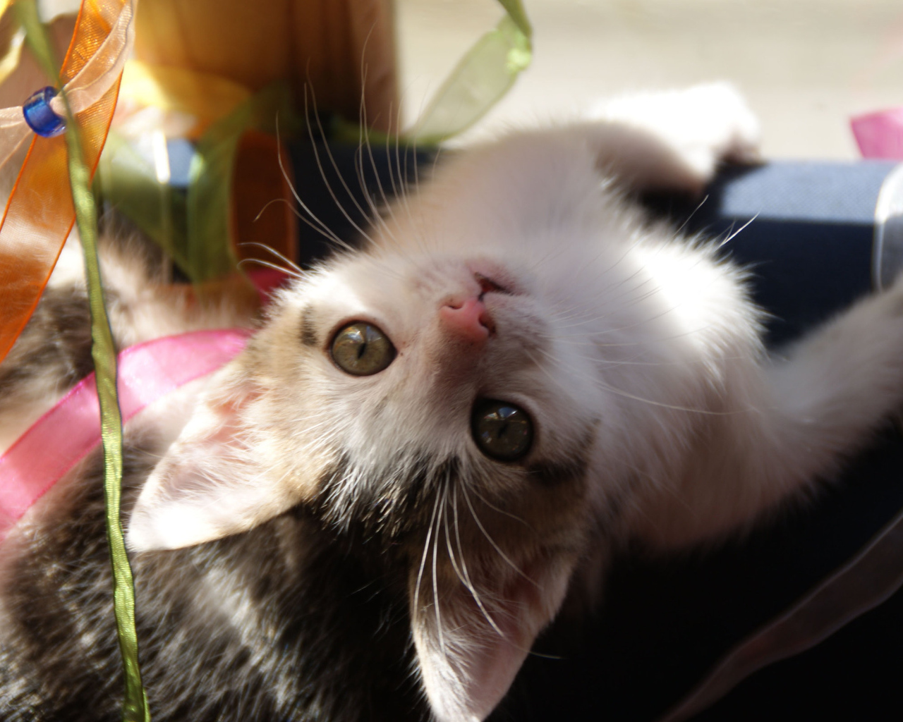 Маленькая киса