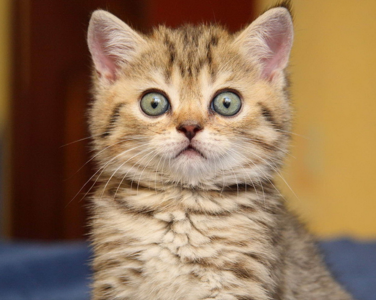 Удивленный котенок