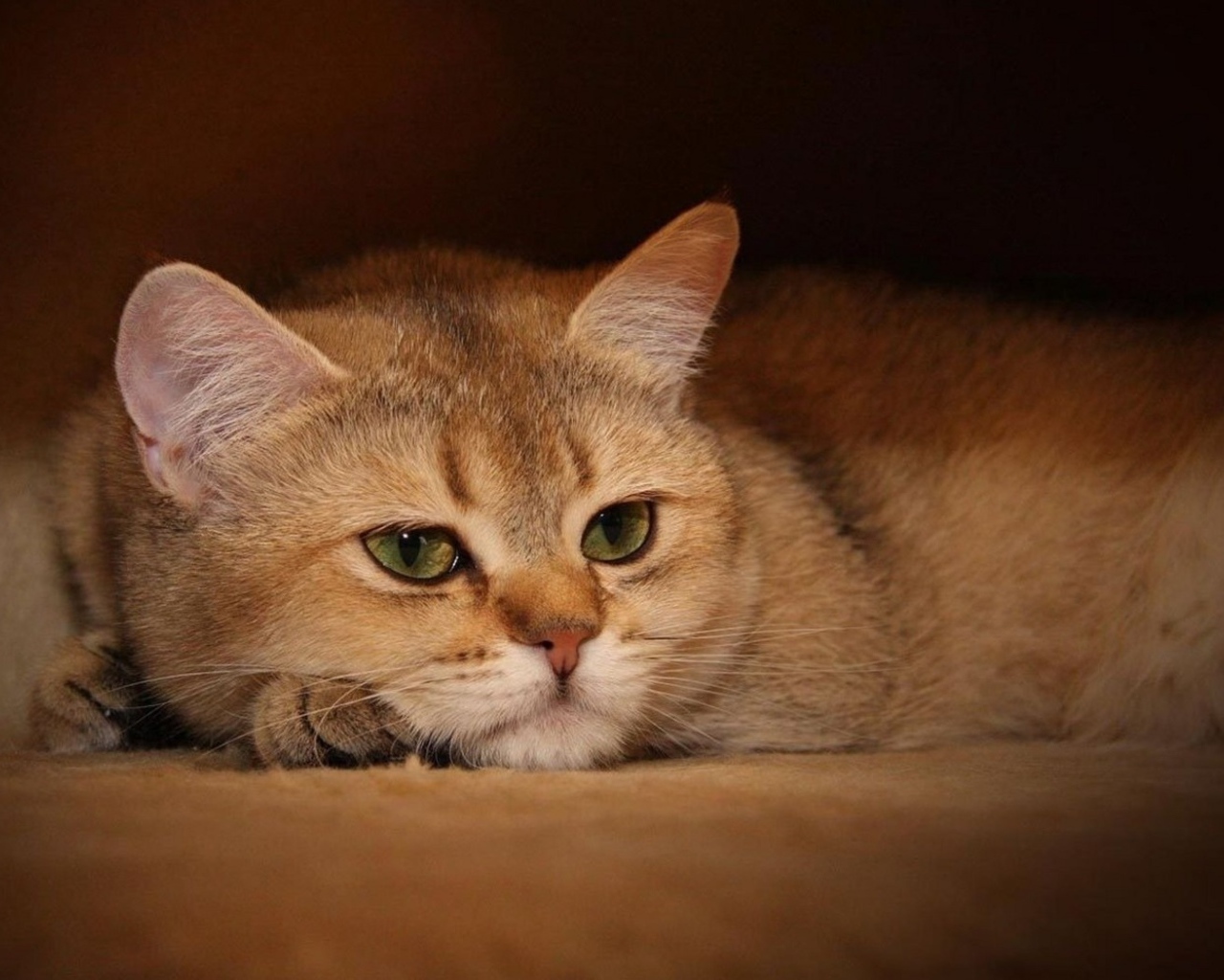 Задумчивый кот