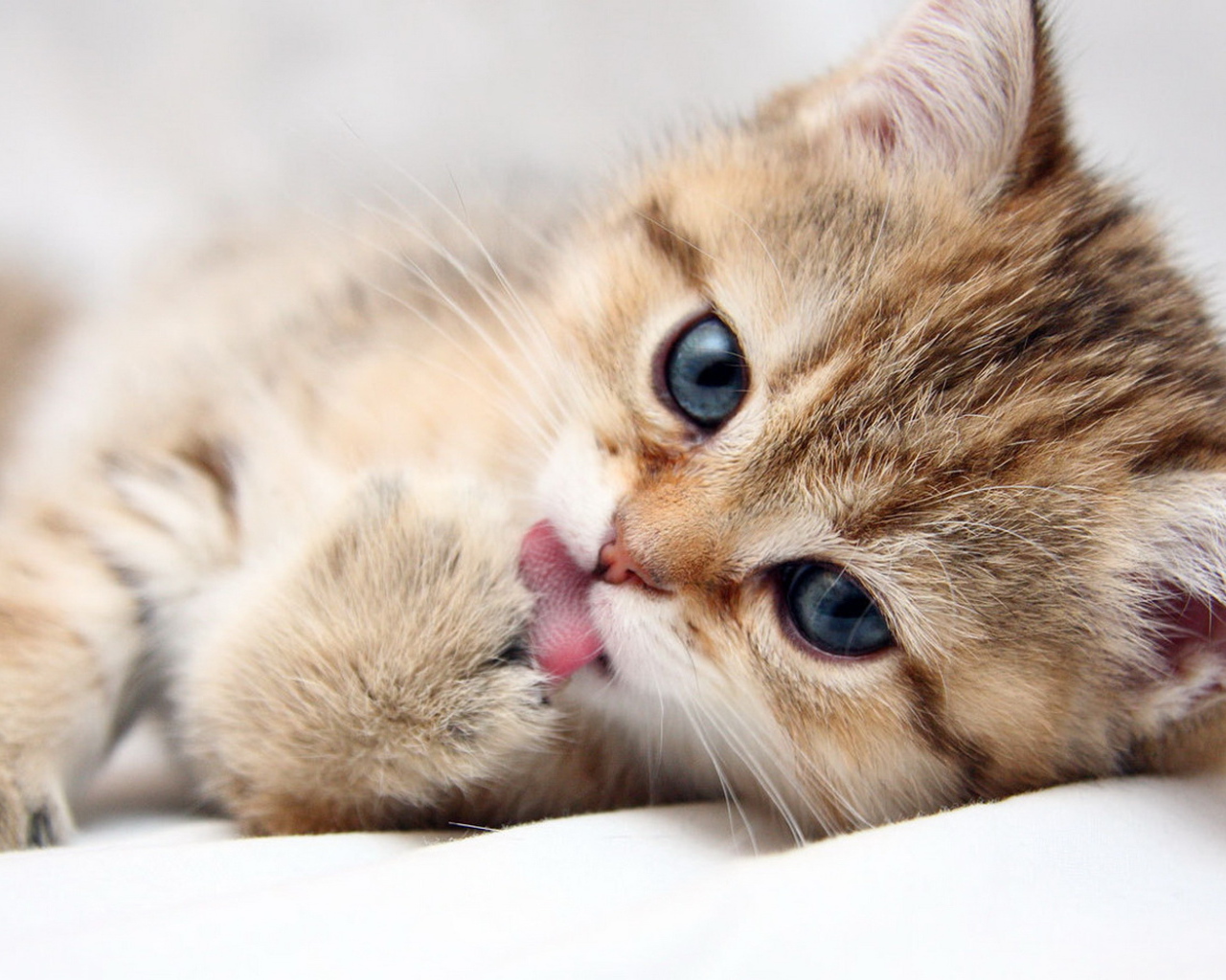 Умывающийся котенок