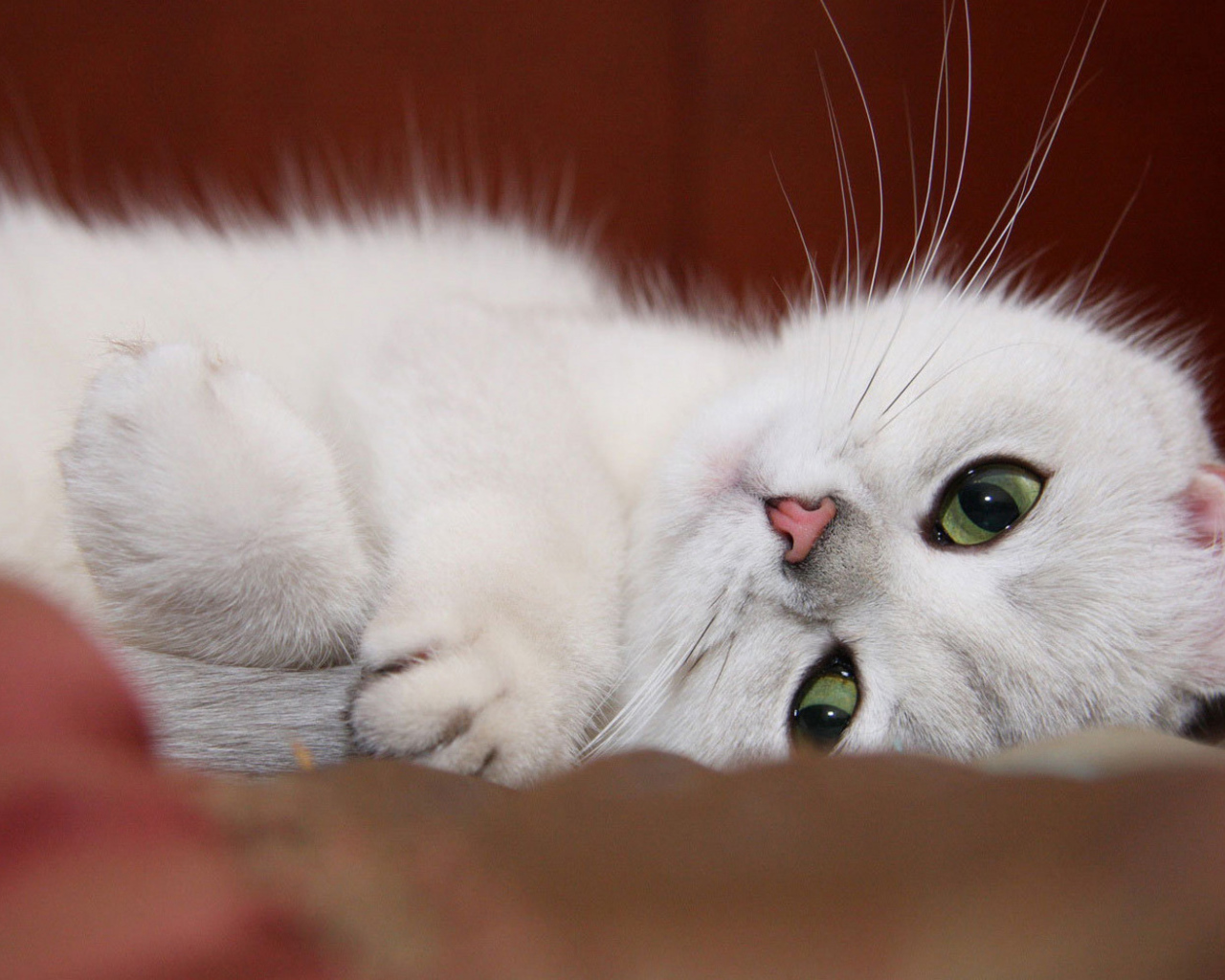 Белый котенок