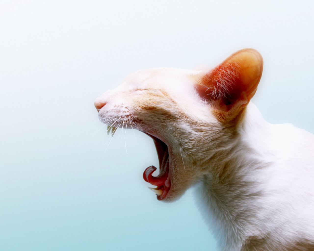 Зевающая кошка