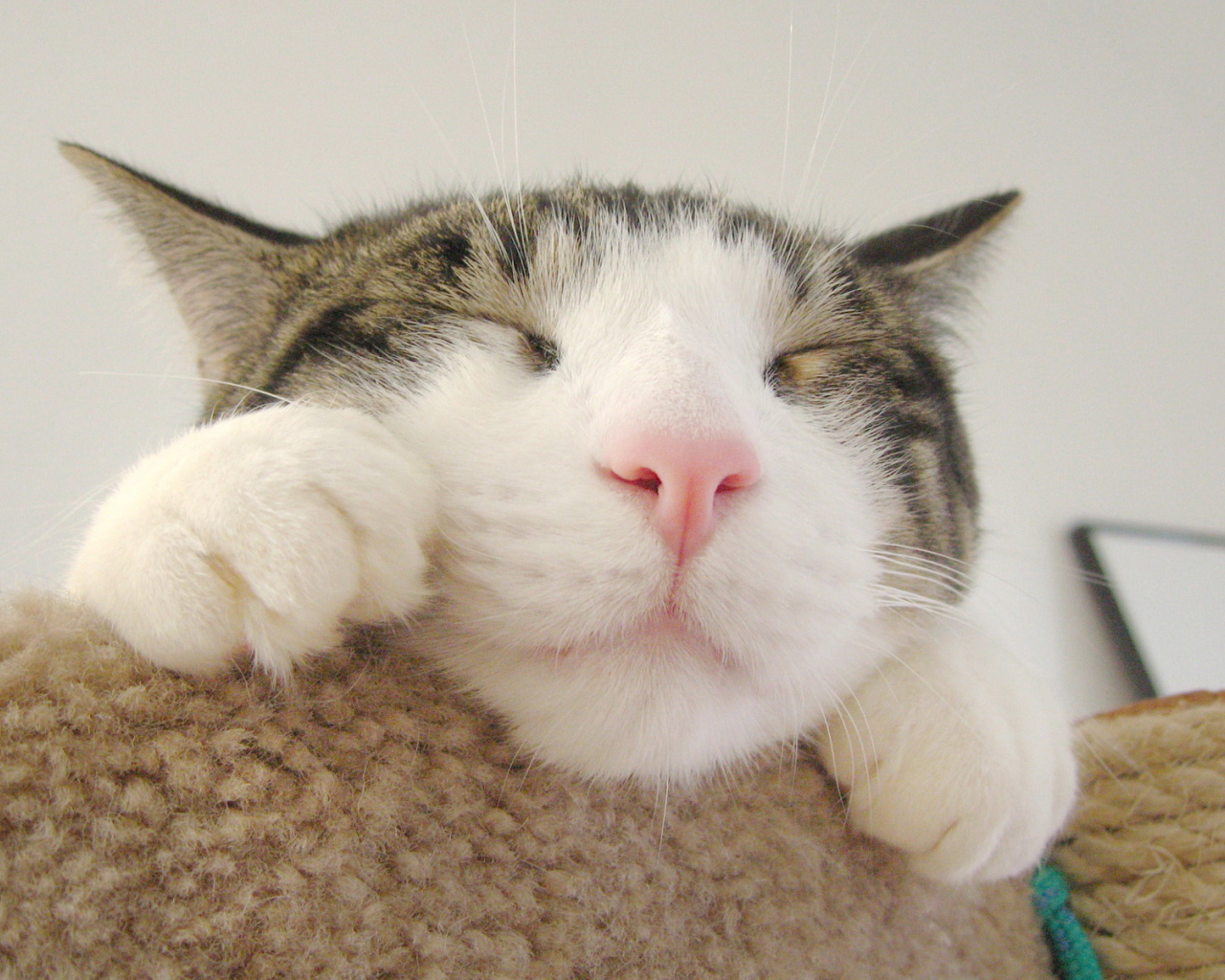 Кошачья мордашка