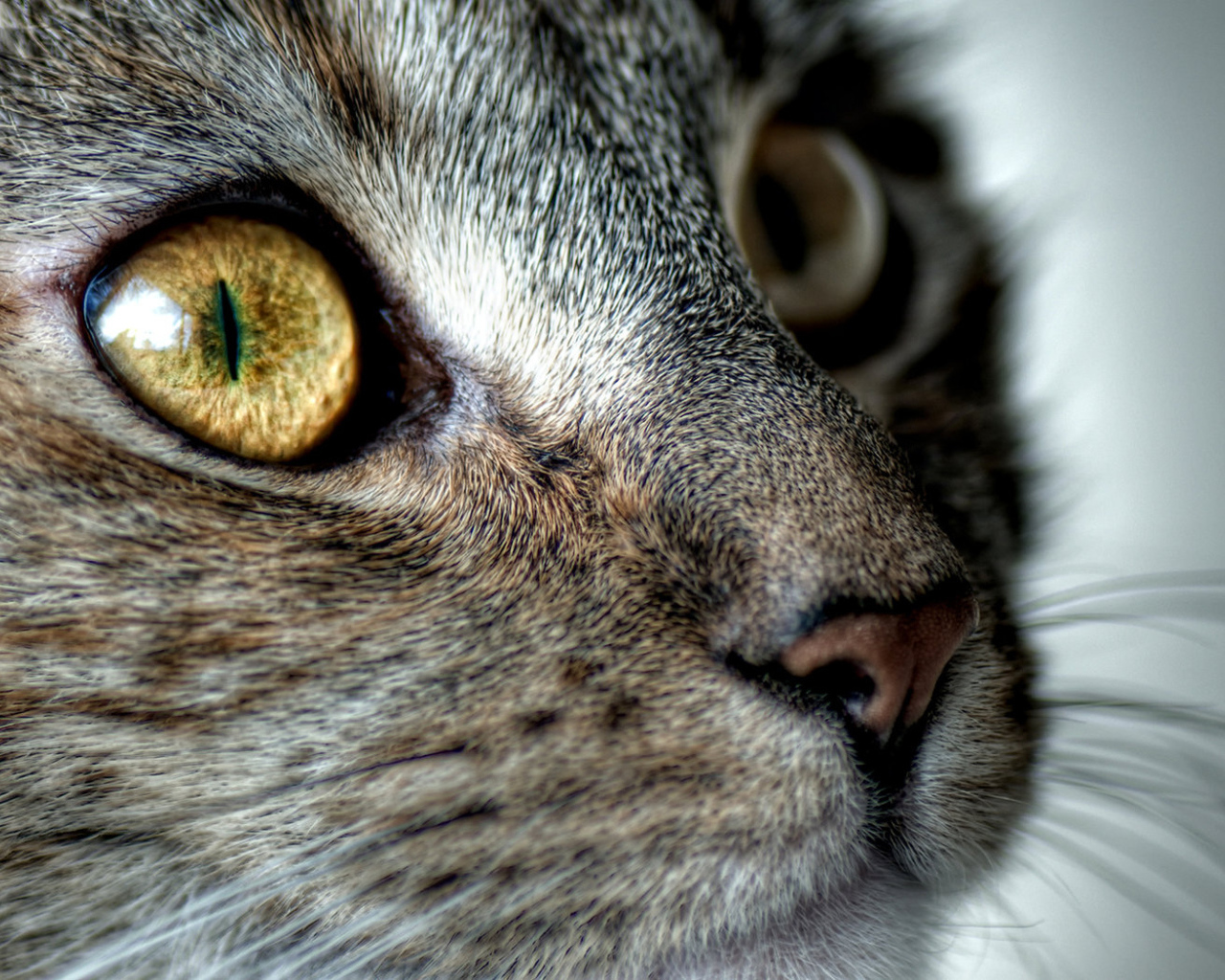 Кошачья мордашка