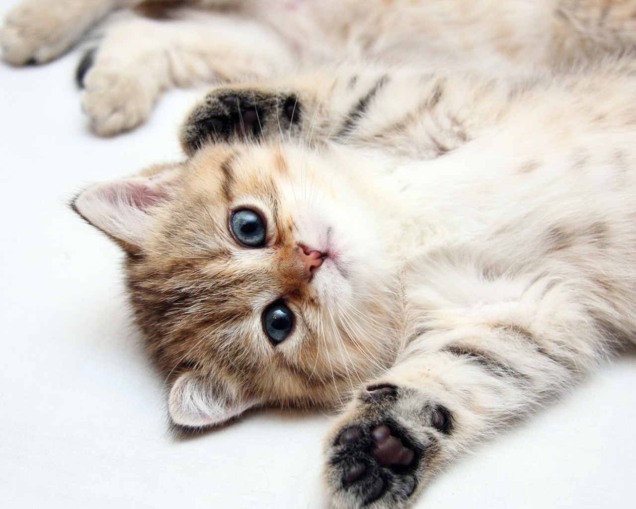 Развалившийся котенок