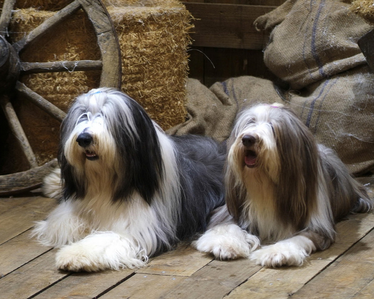 Бородатые колли