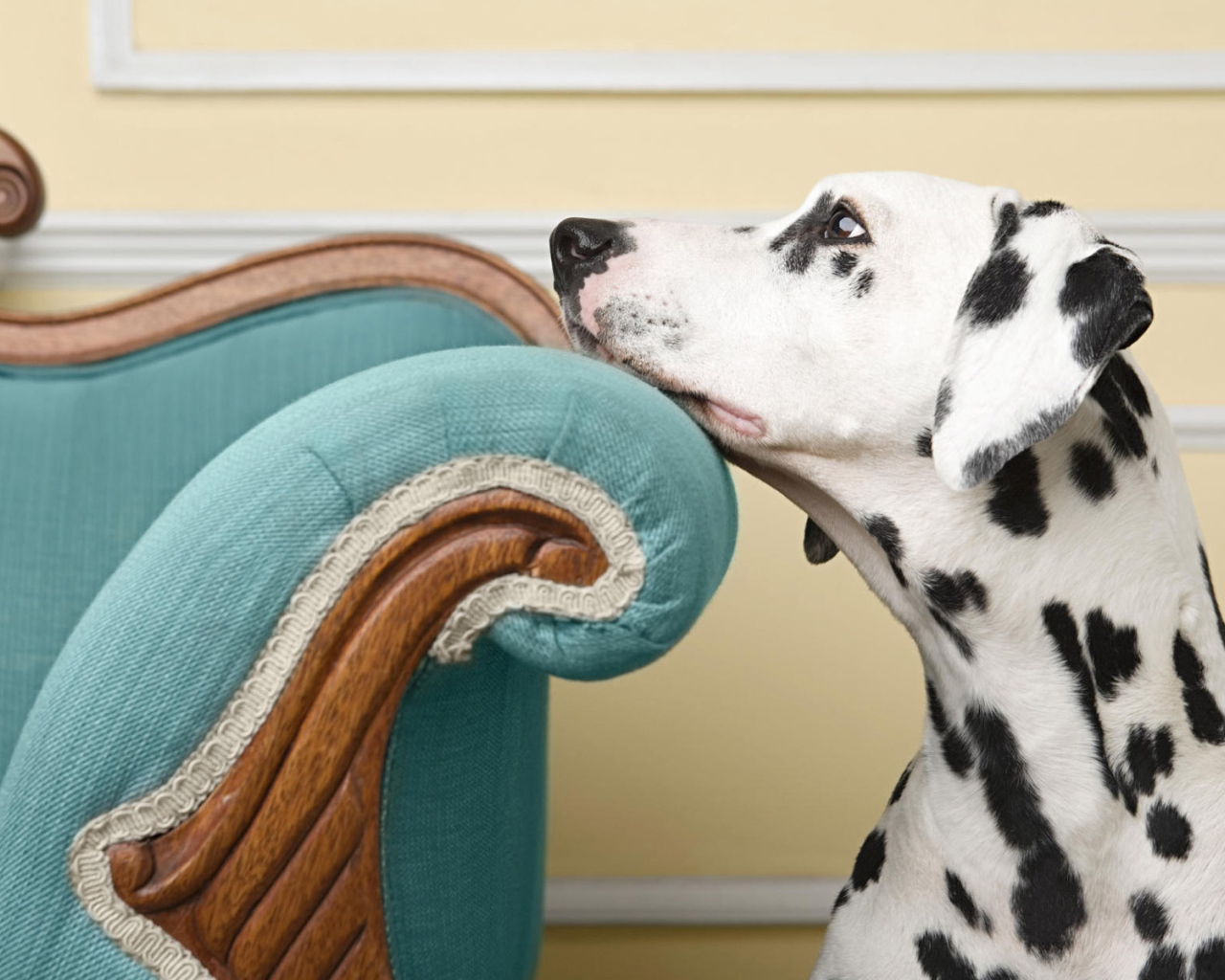 Заскучавший далматинец