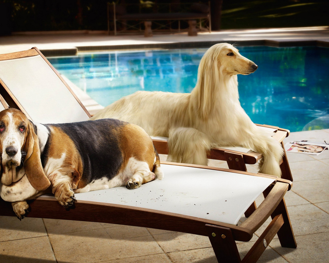 Парочка собак на лежаках