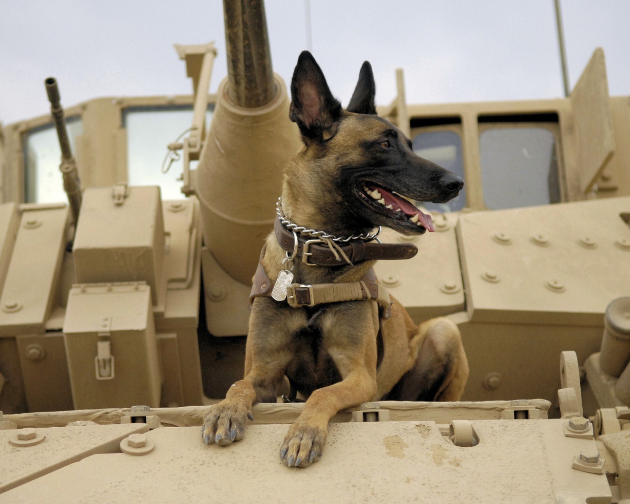 Собака на войне