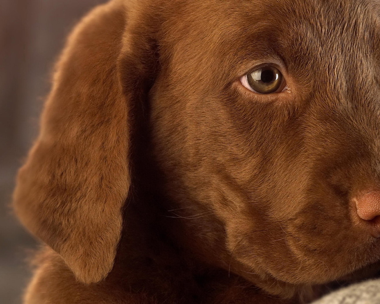 Собачья мордашка