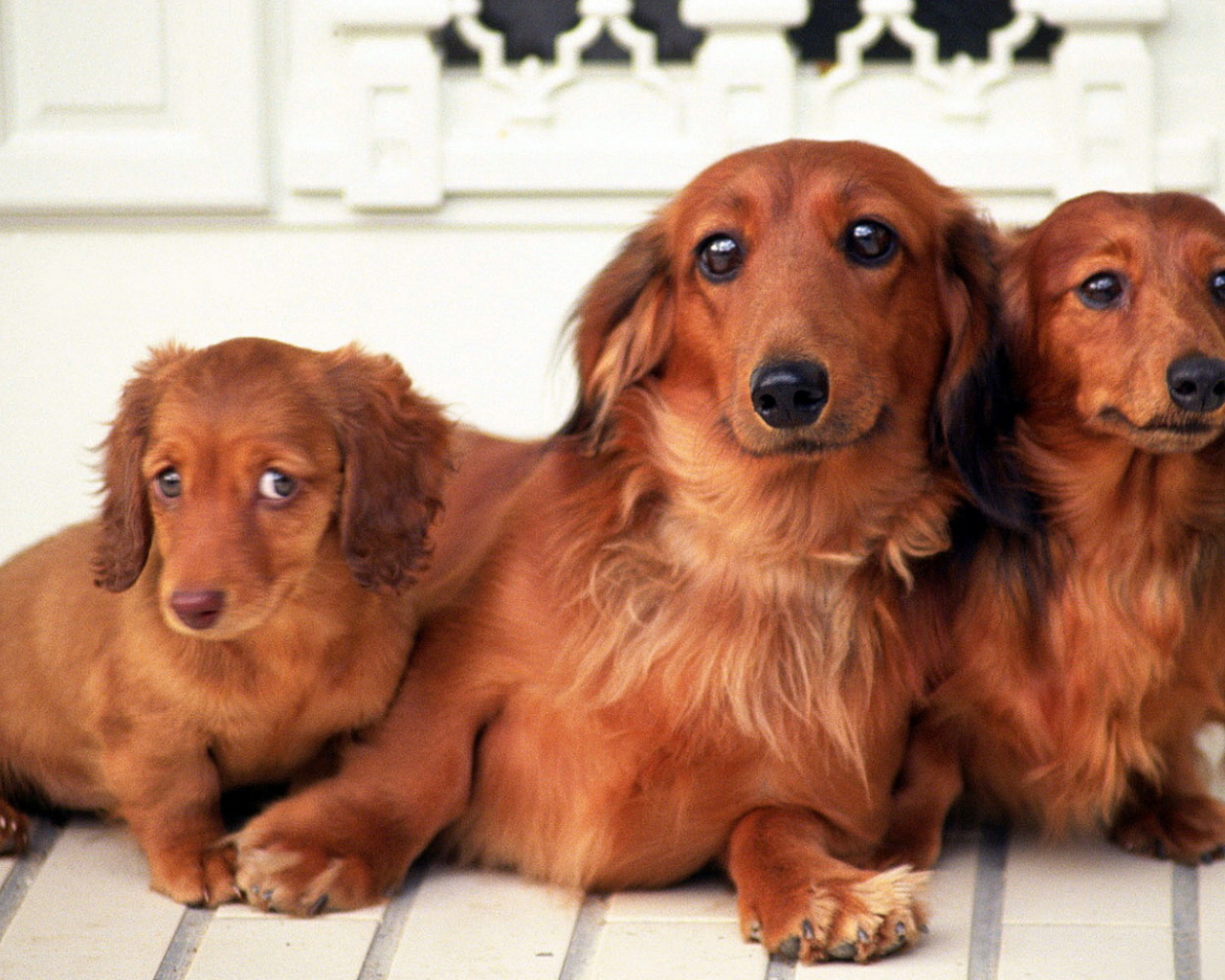 Семейство такс