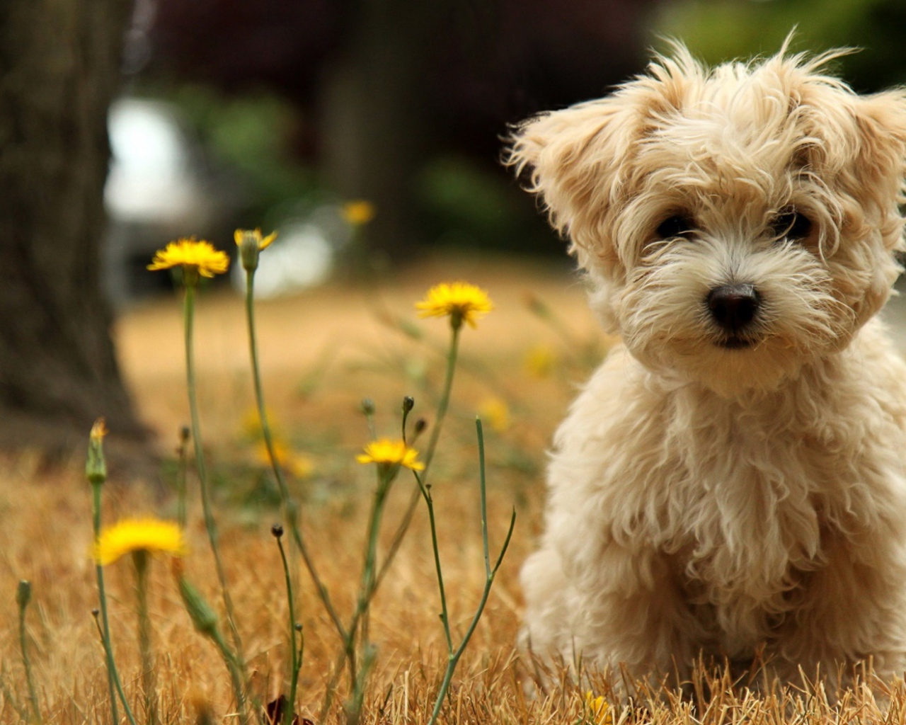 Забавный щенок