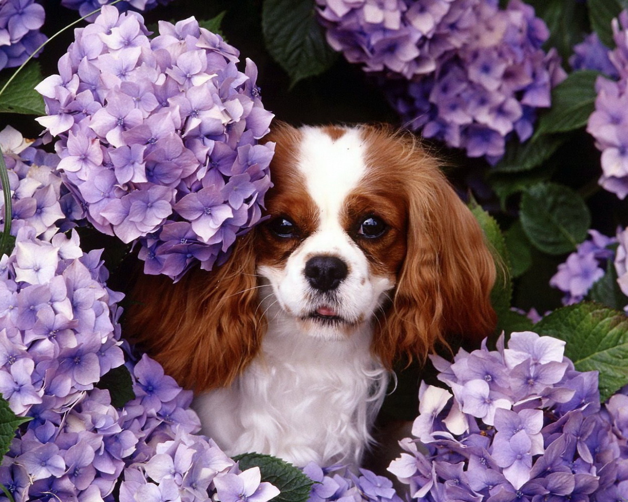 Японские хины