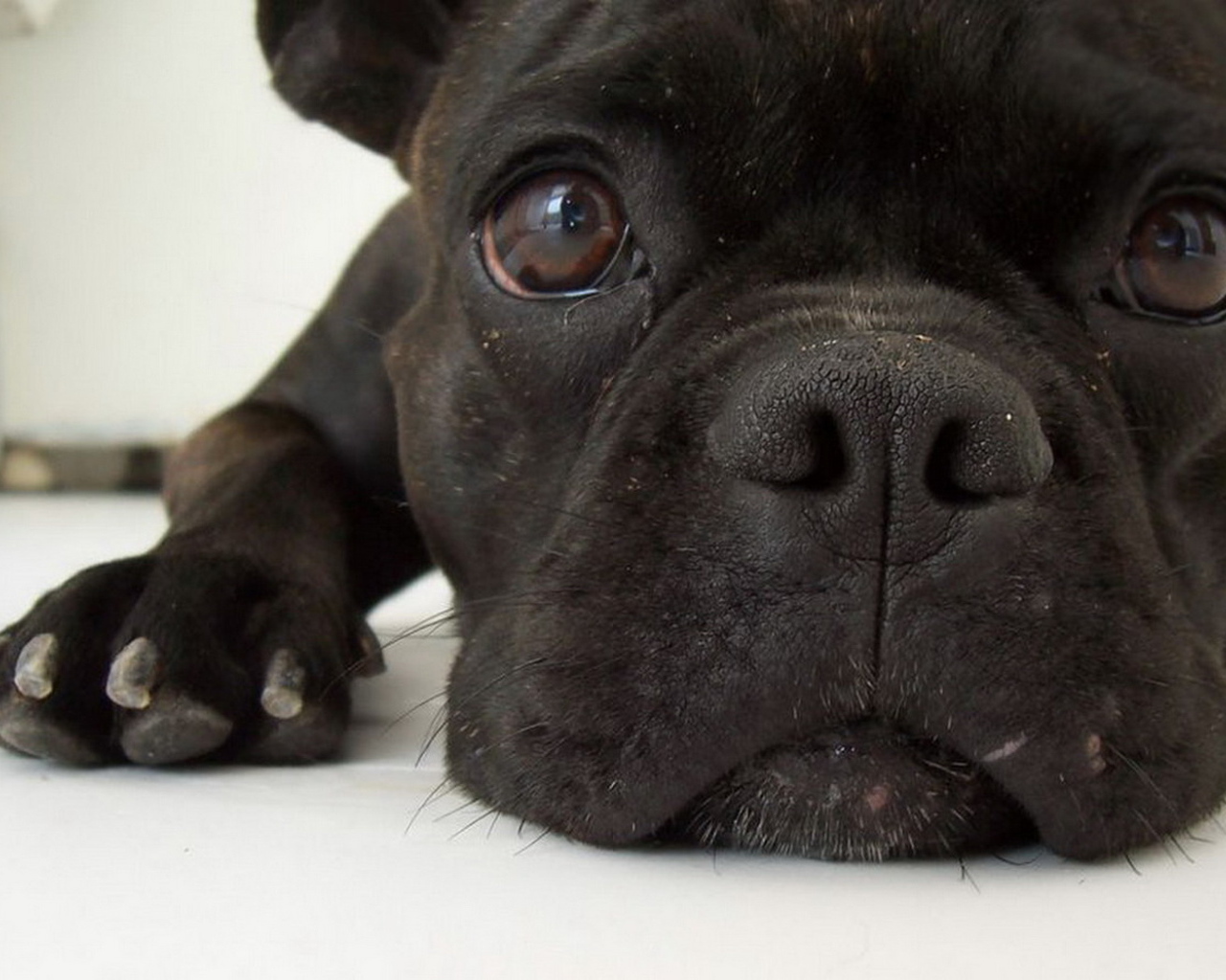 Симпатичная мордашка