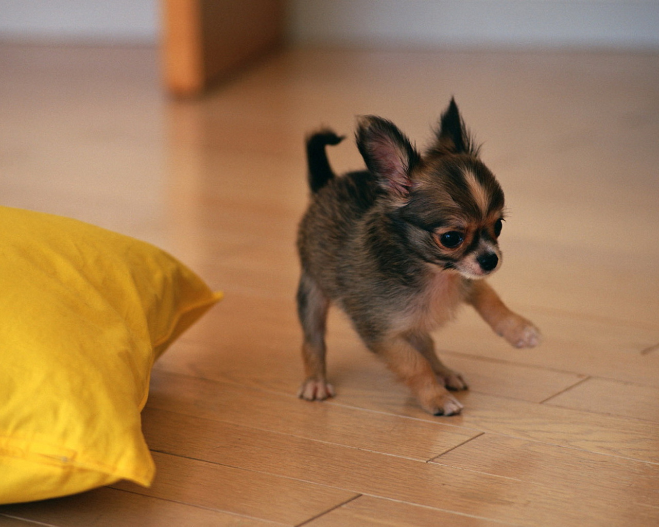 щенок Той-Терьера