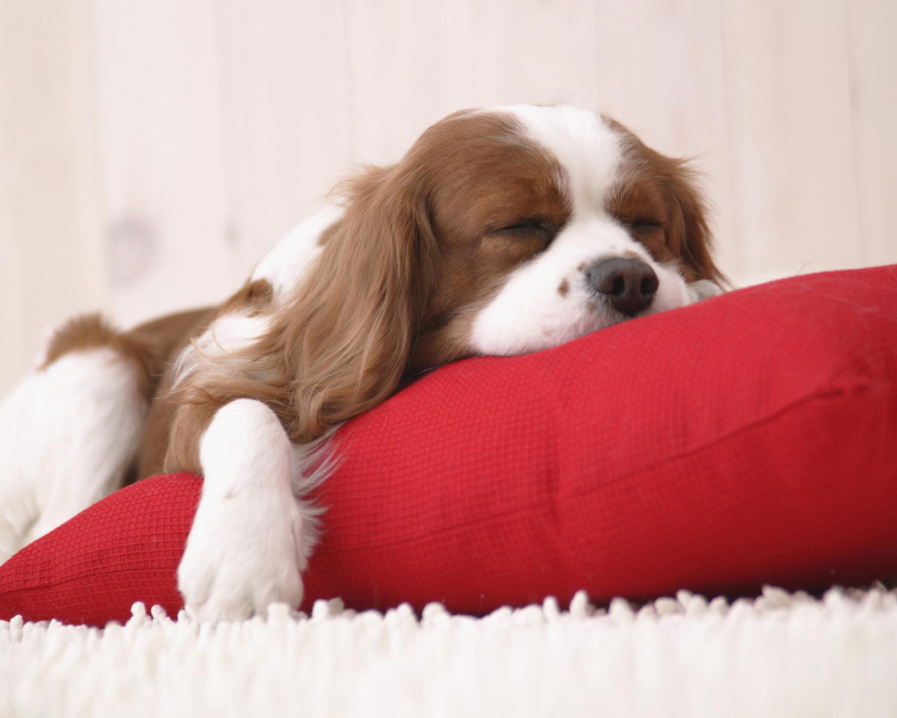 Щенок на подушке