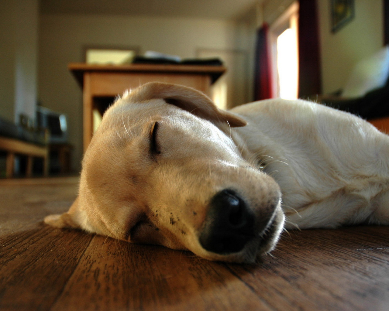 Спящий песик на полу