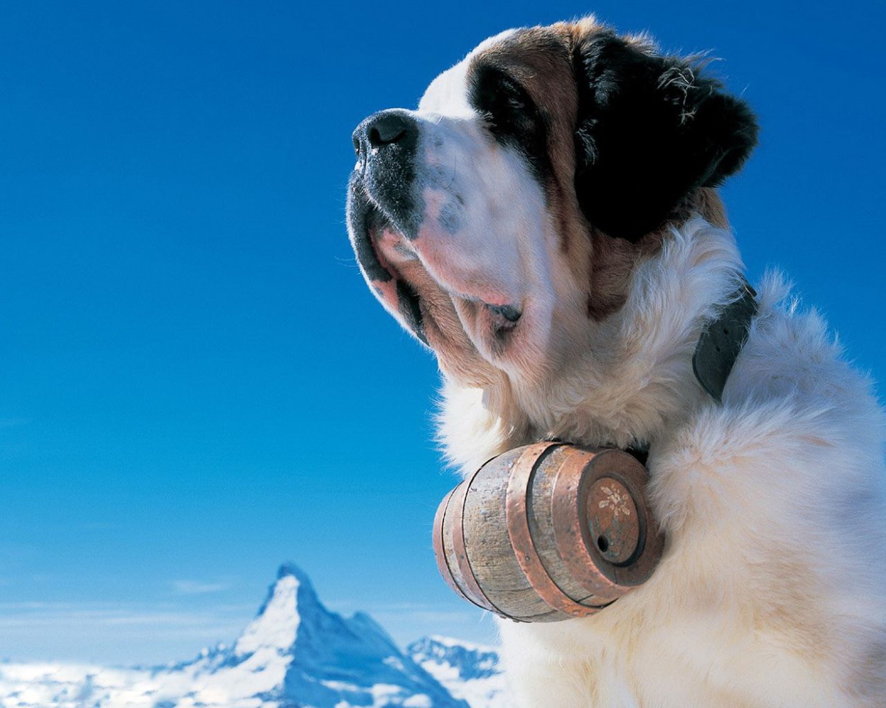 Сенбернар в горах