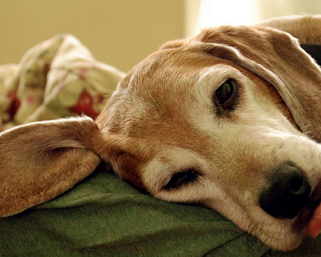 Уставший пес