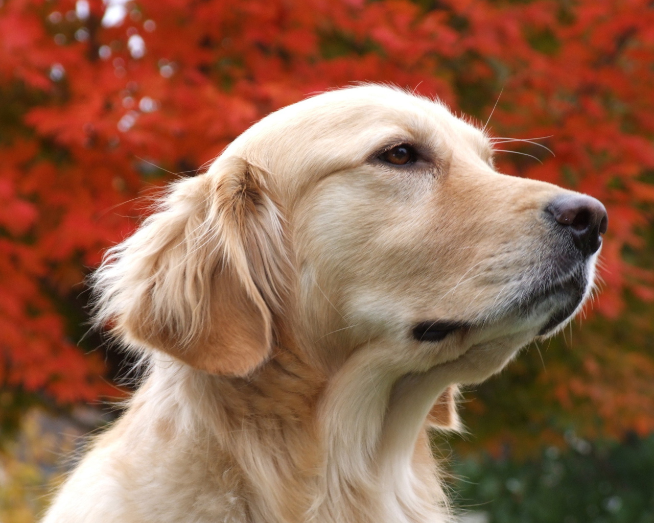 Красивый псэ собака