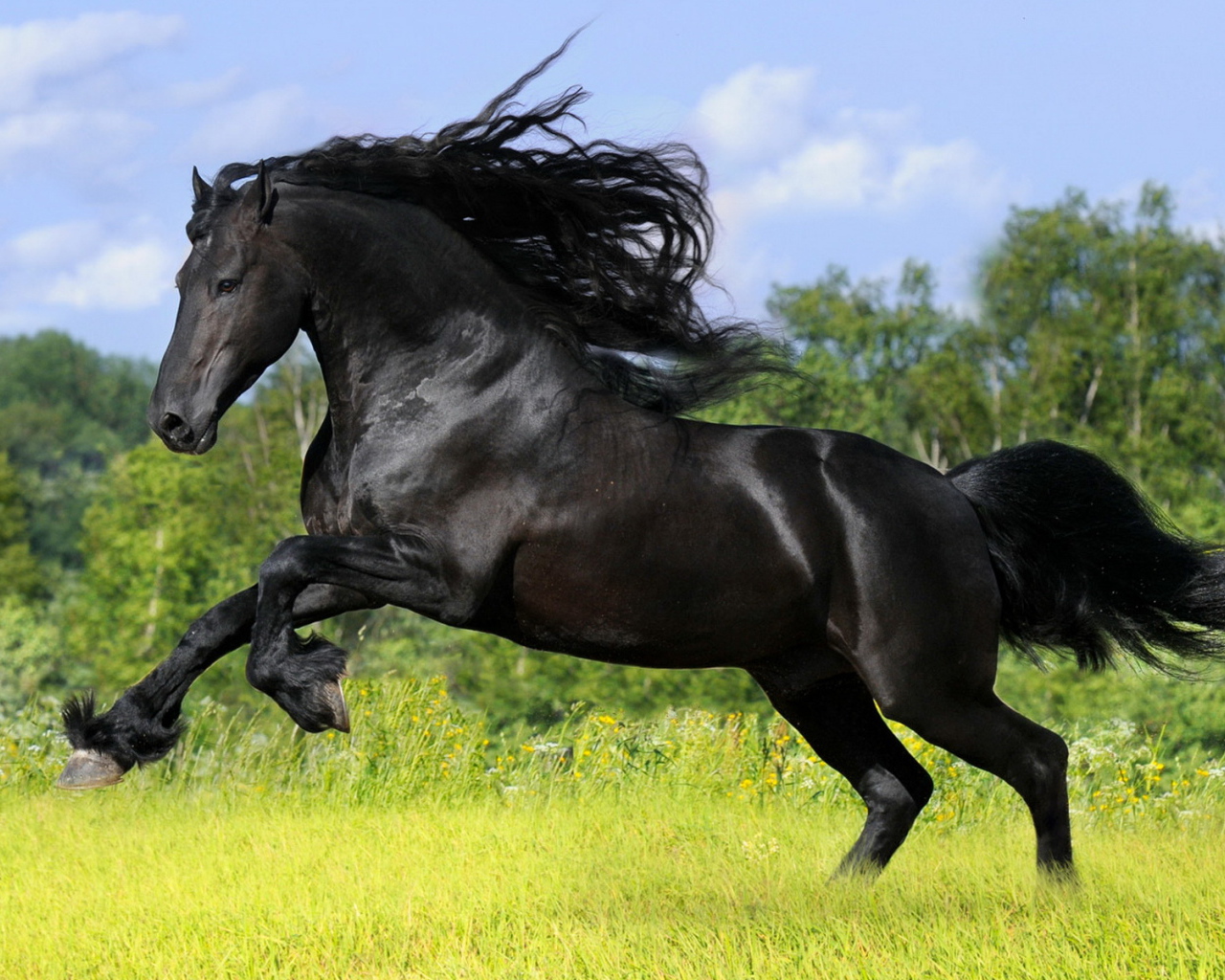 Черный скакун