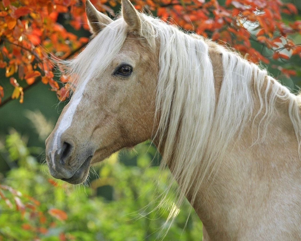 Грациозная лошадь