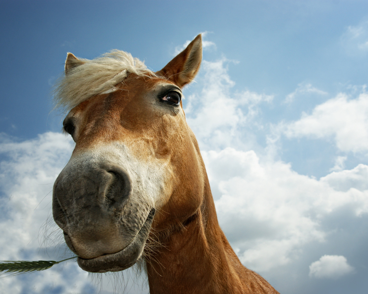 Лошадиная морда