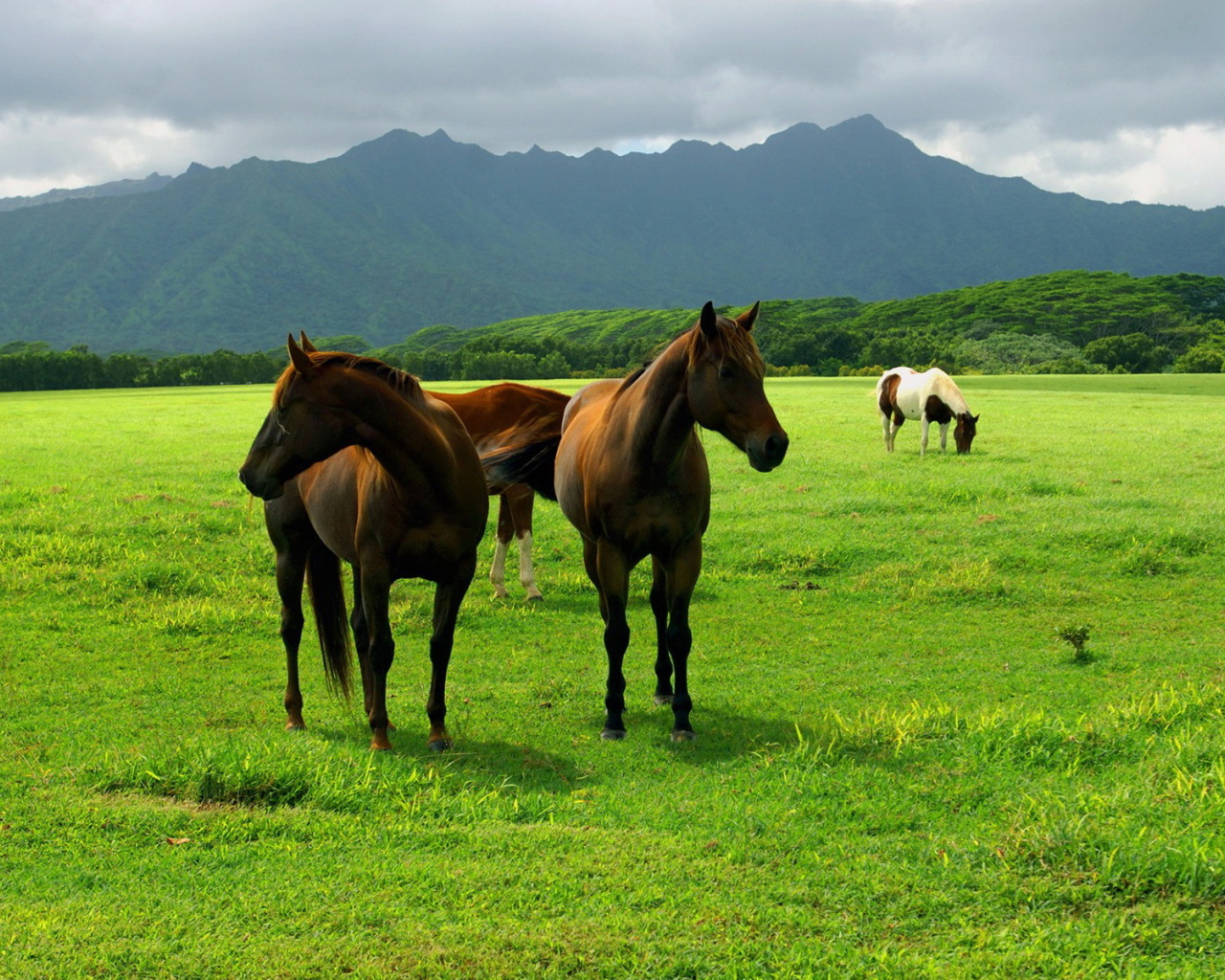Лошади на пастбище