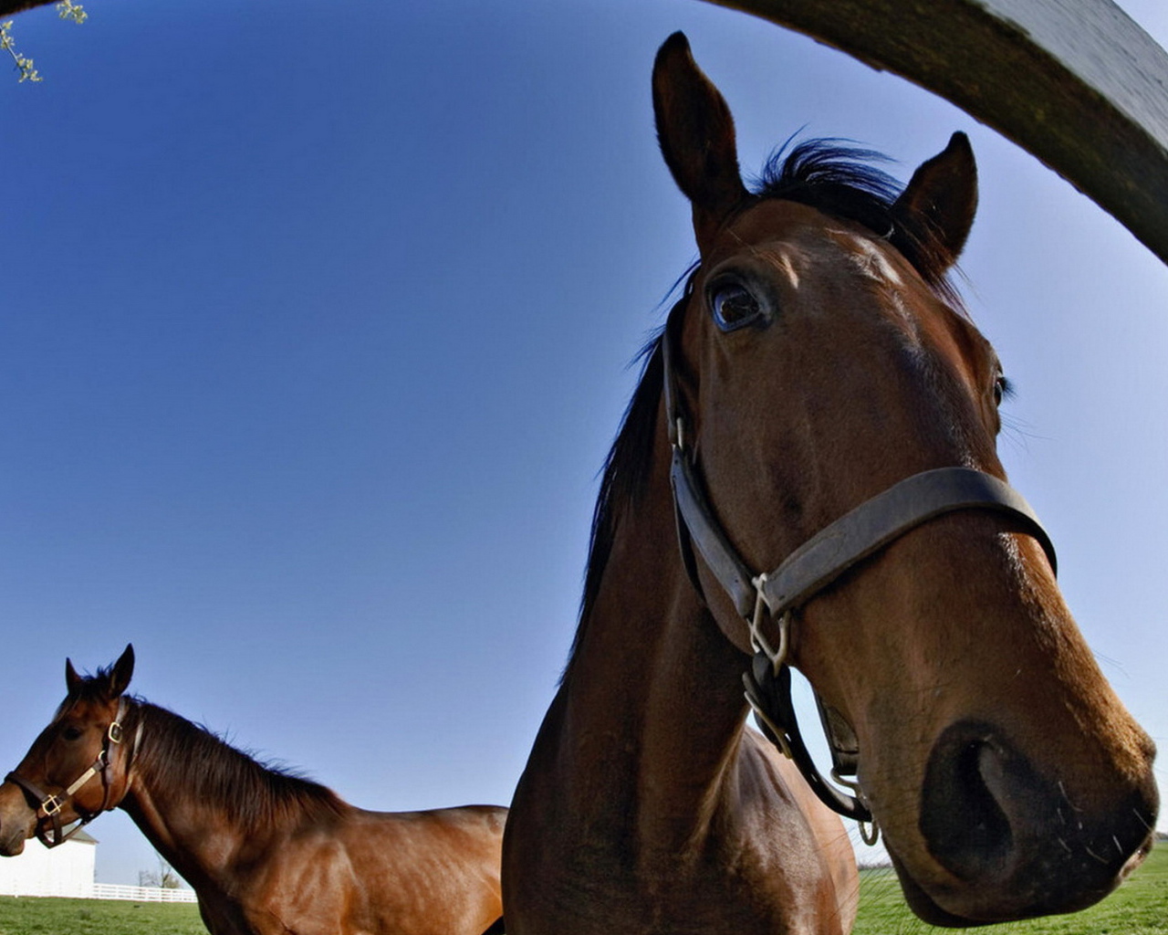 Лошадки на конюшне