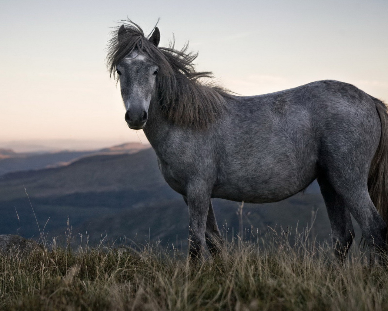Одинокая лошадь