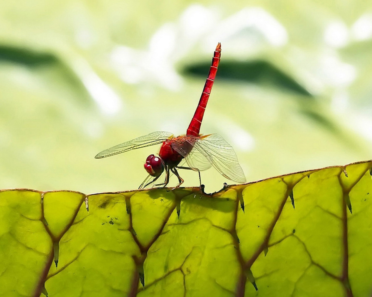 Стрекоза на листьях