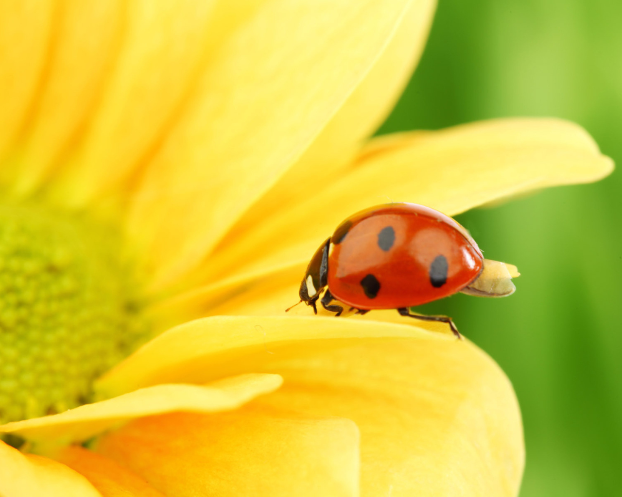 Божья коровка на цветке