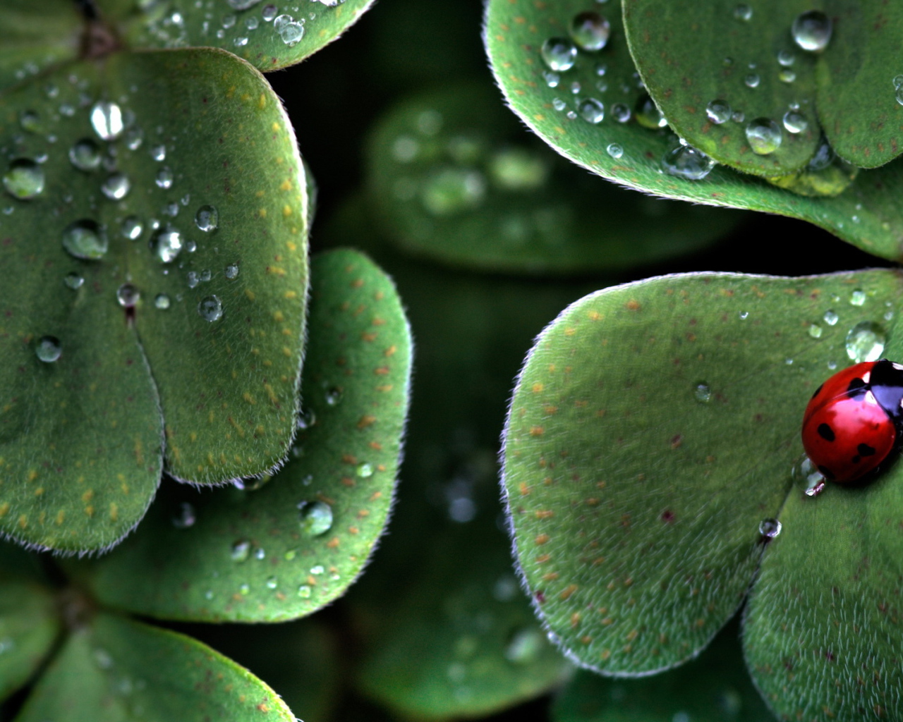 Божья коровка на листе