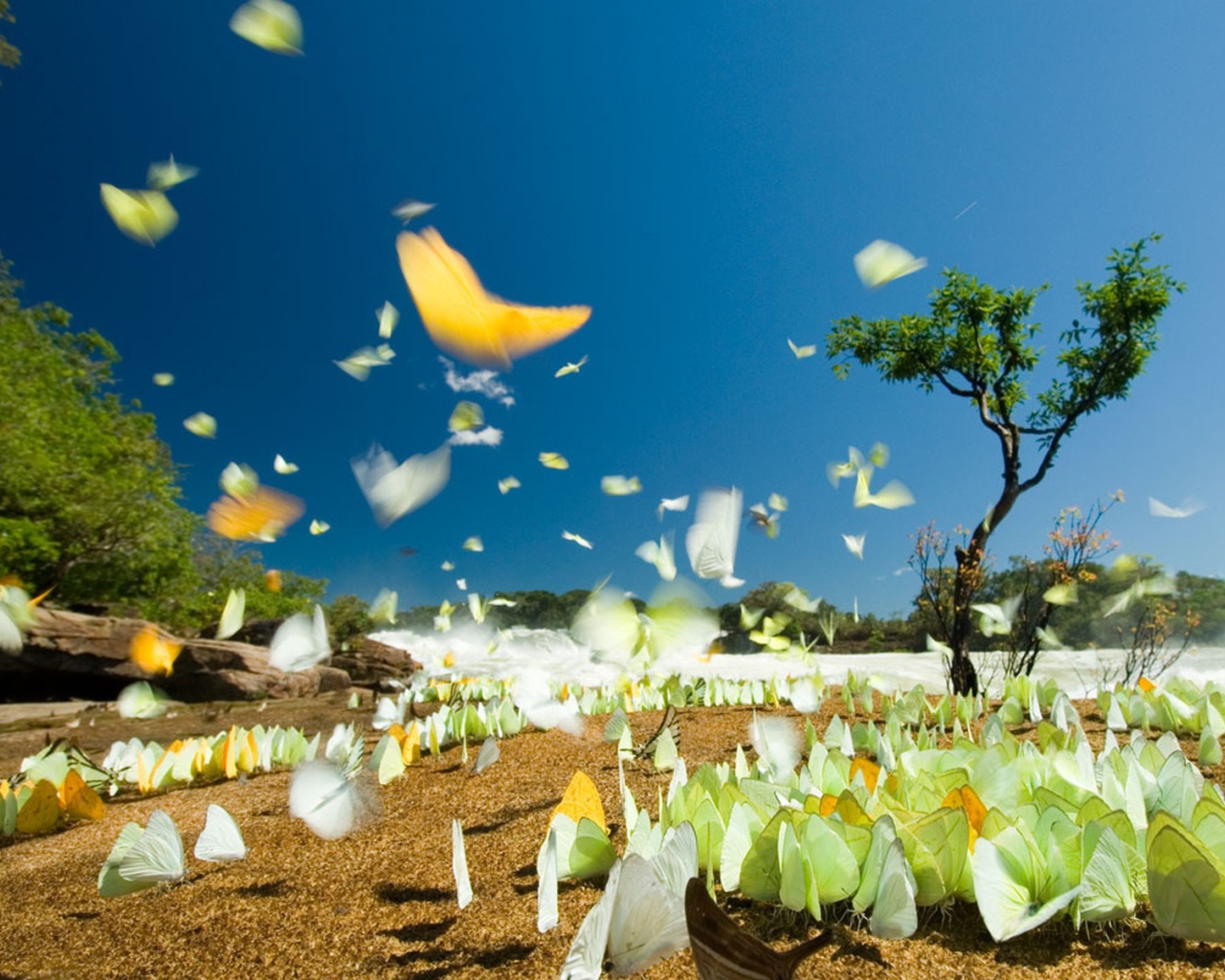 Летние бабочки