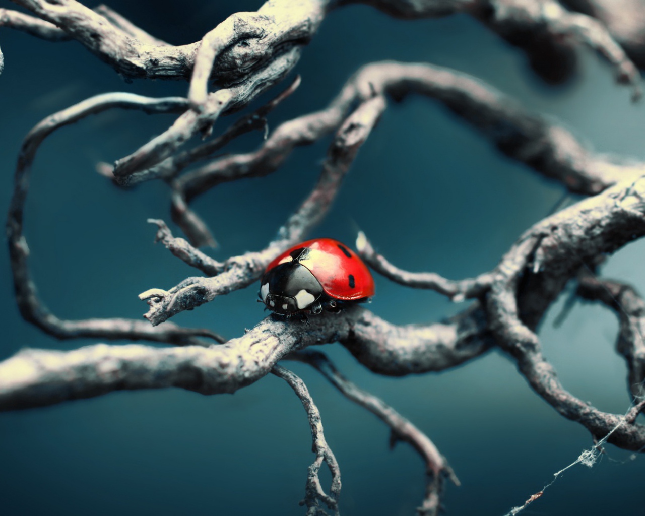 Синяя тема с божьей коровкой