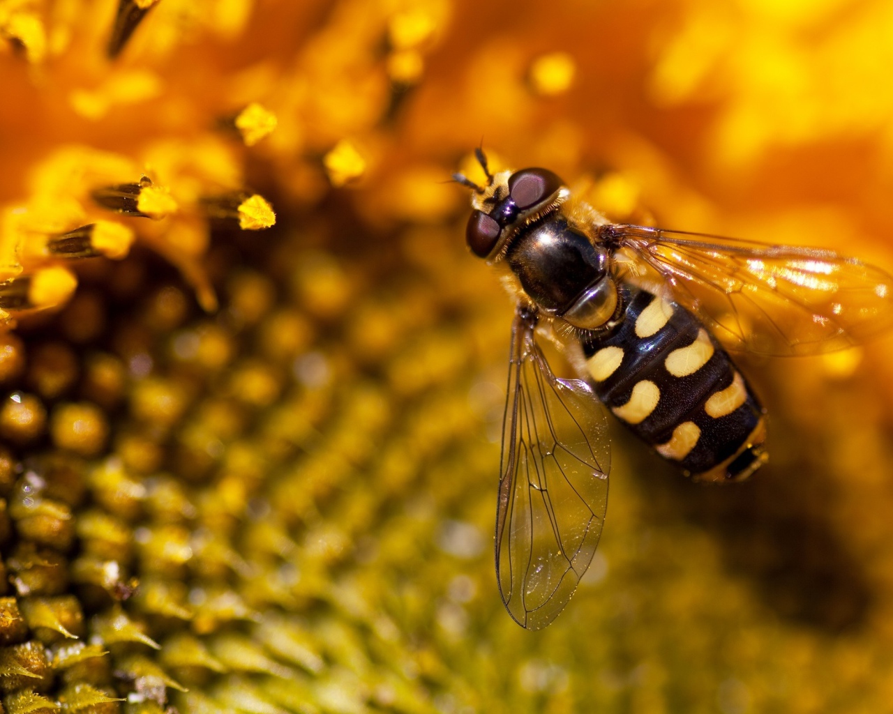 Оса на подсолнухе