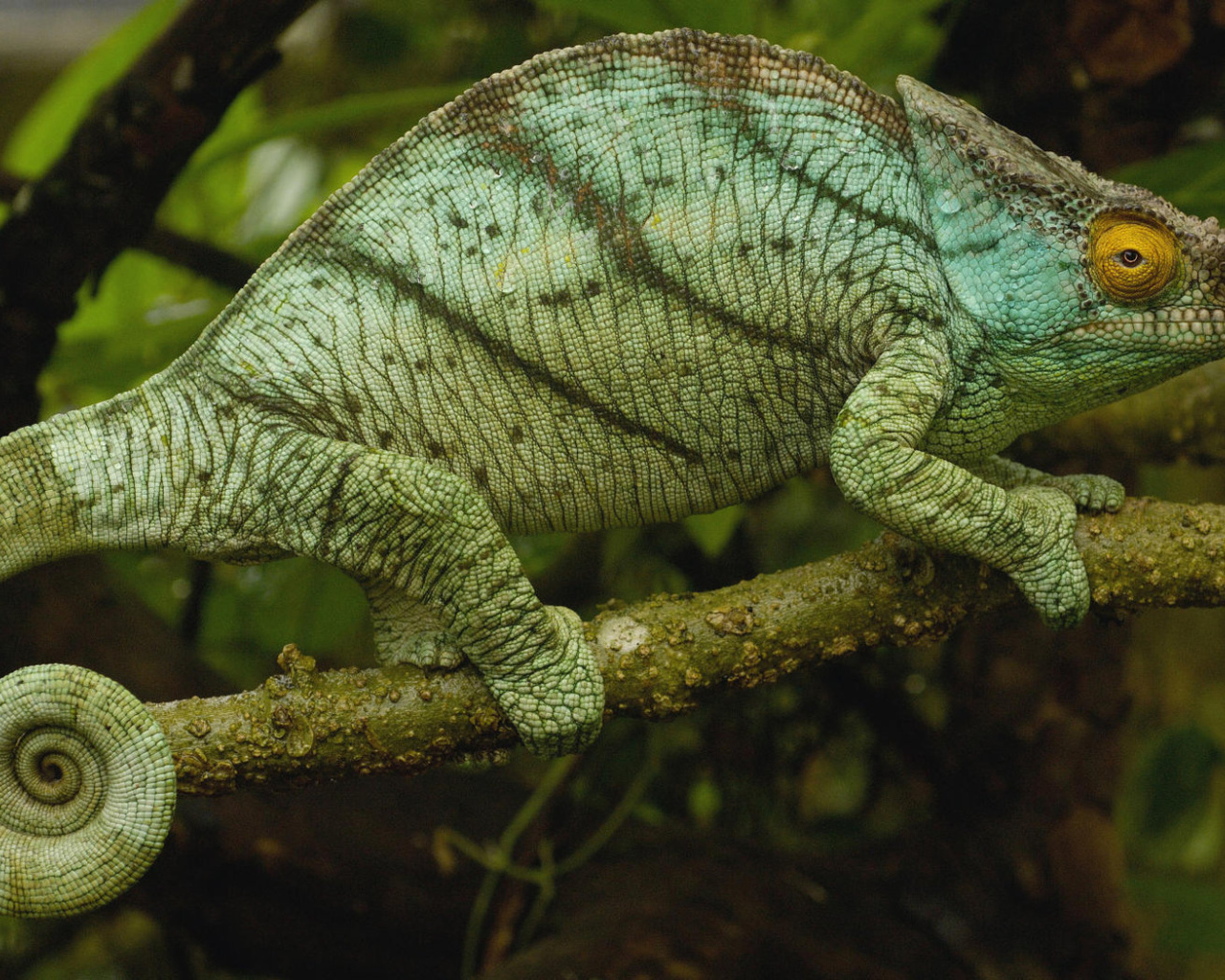 Хамелеон на ветке