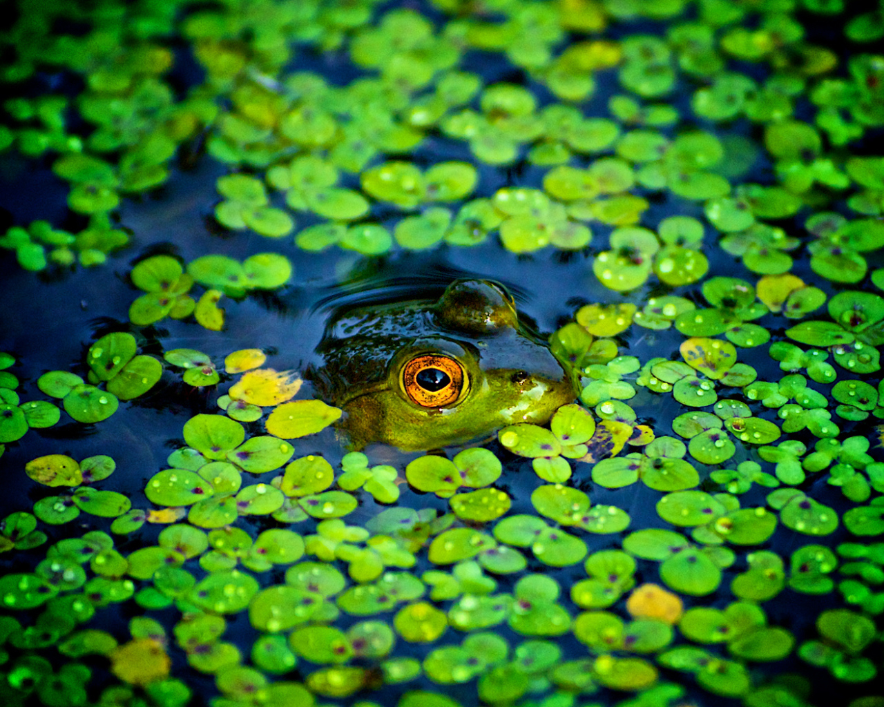 Green frog in a bog