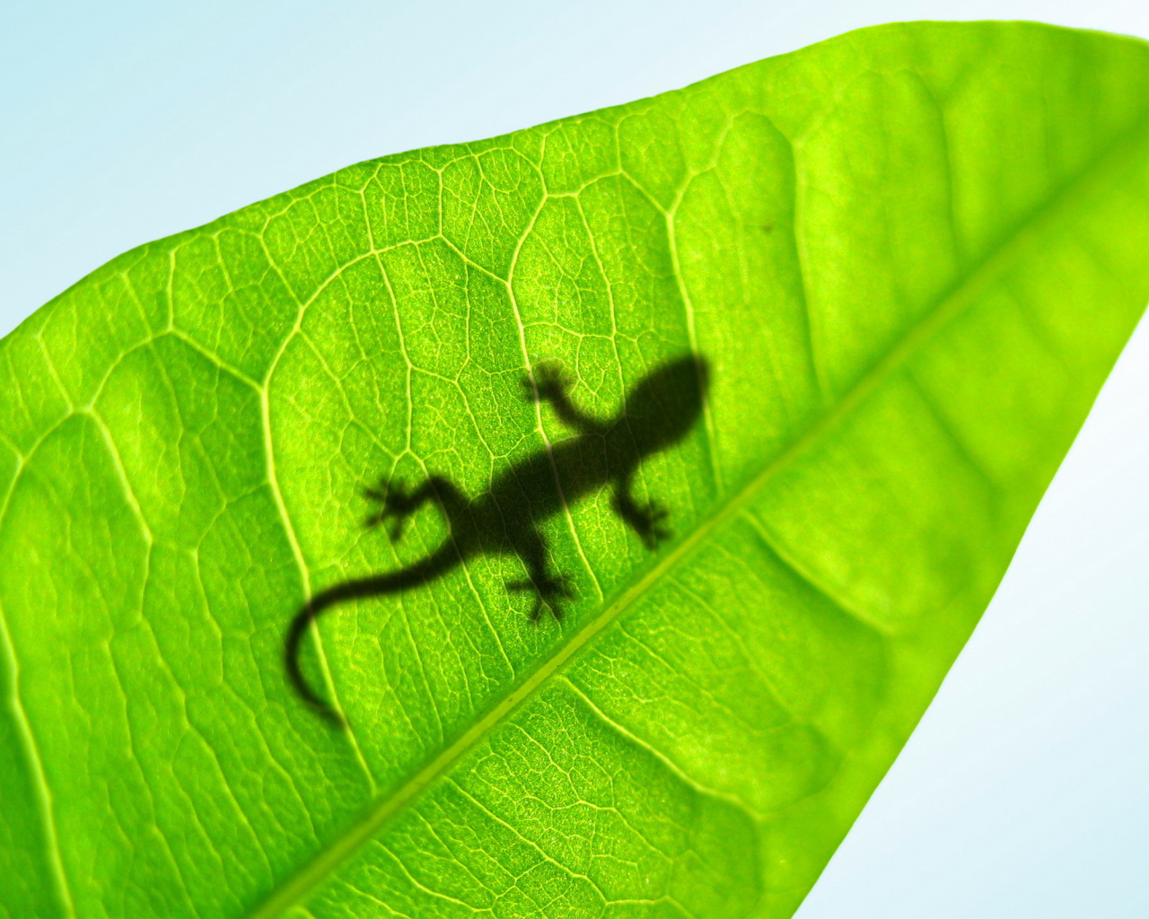 Small lizard on a leaf