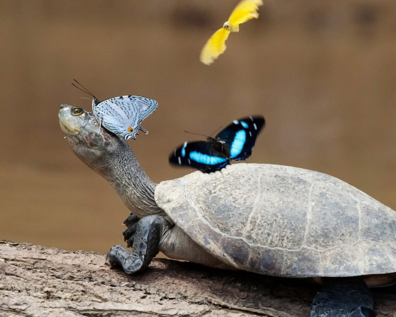 Turtle and butterflies