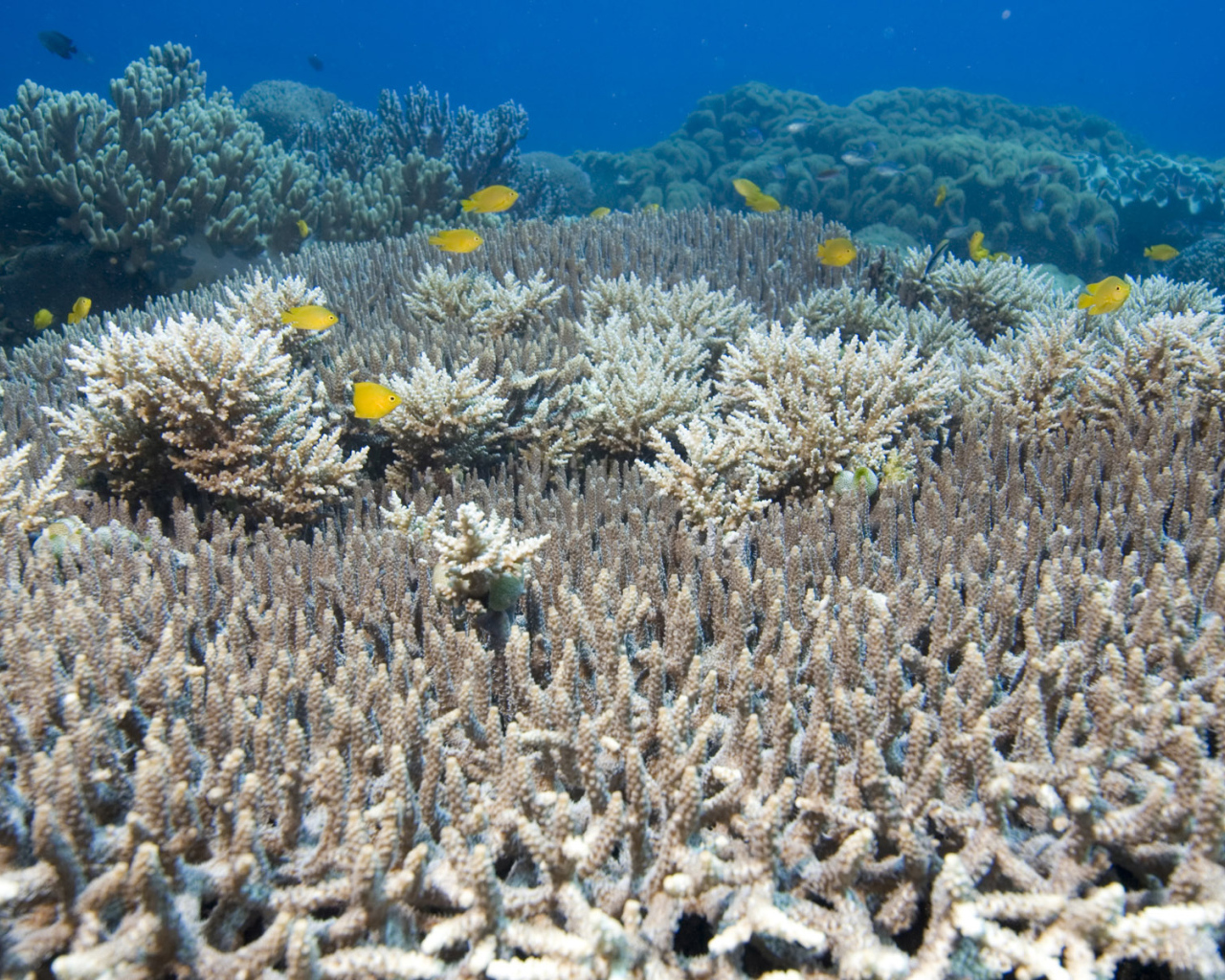 На дне Красного моря