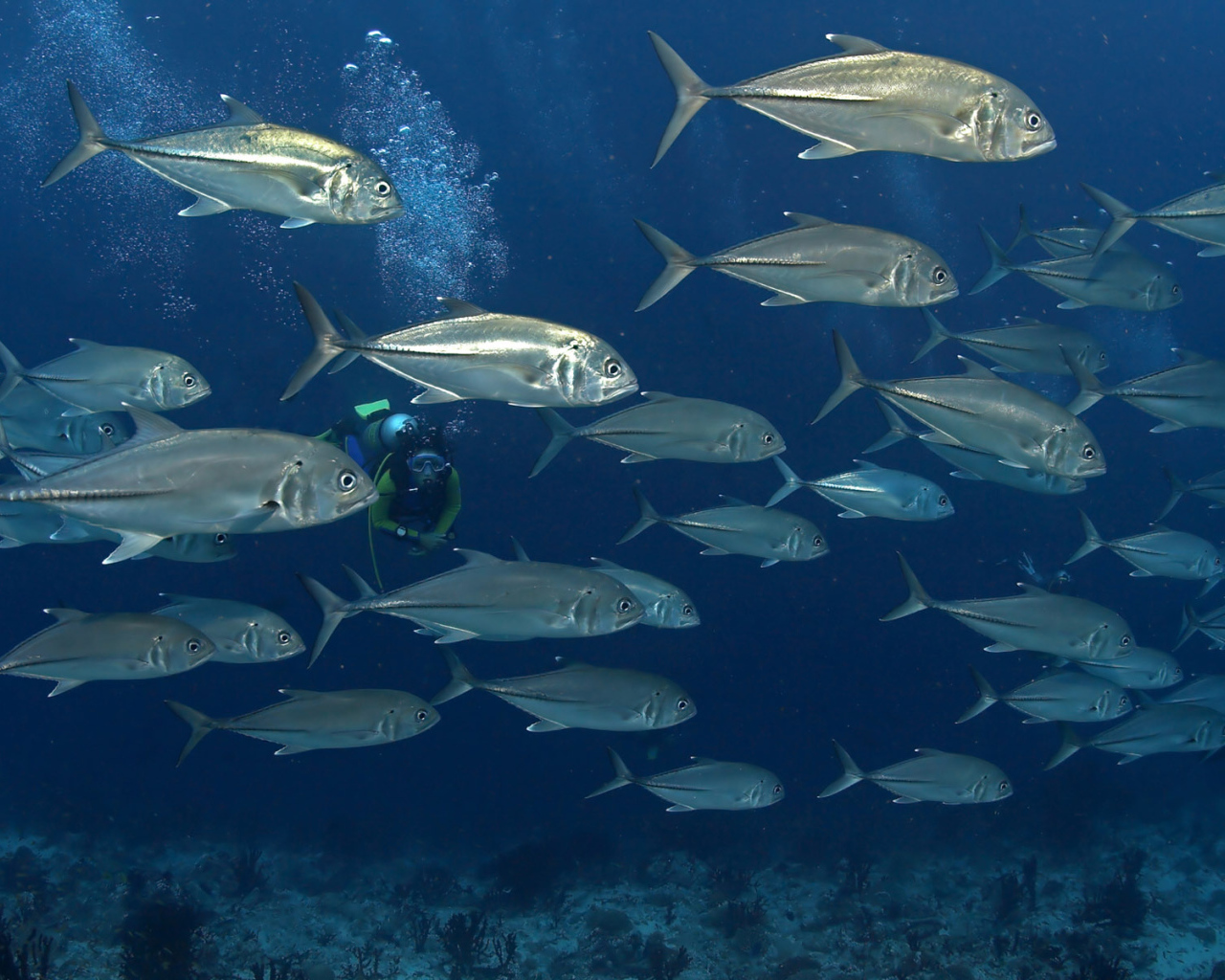 На дне моря