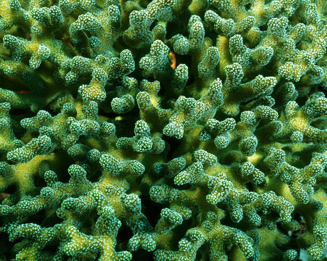 Красивые кораллы