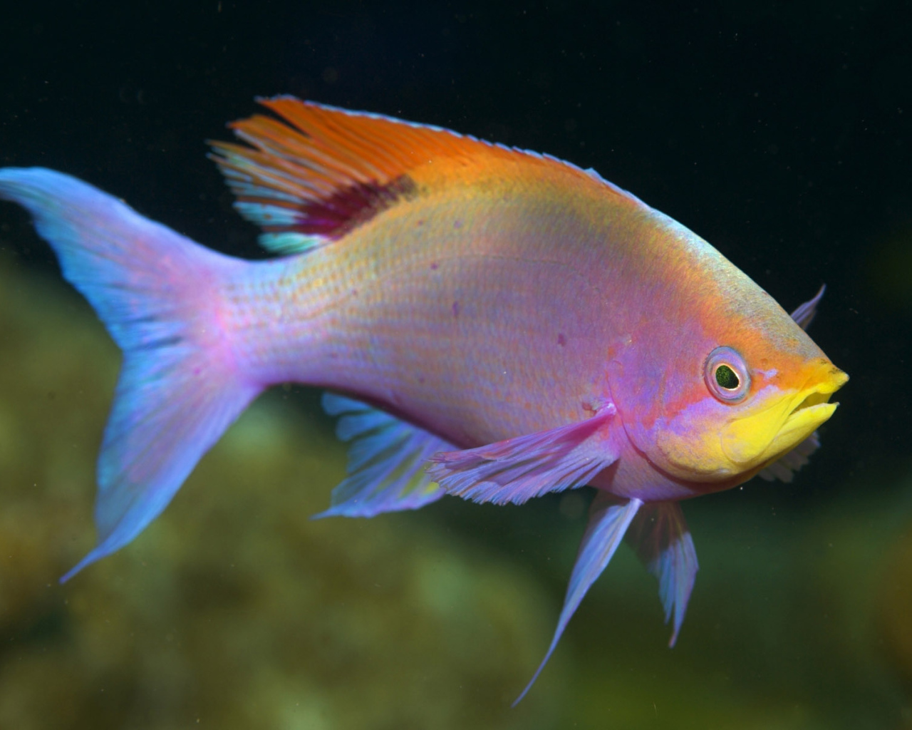 Красивая рыба