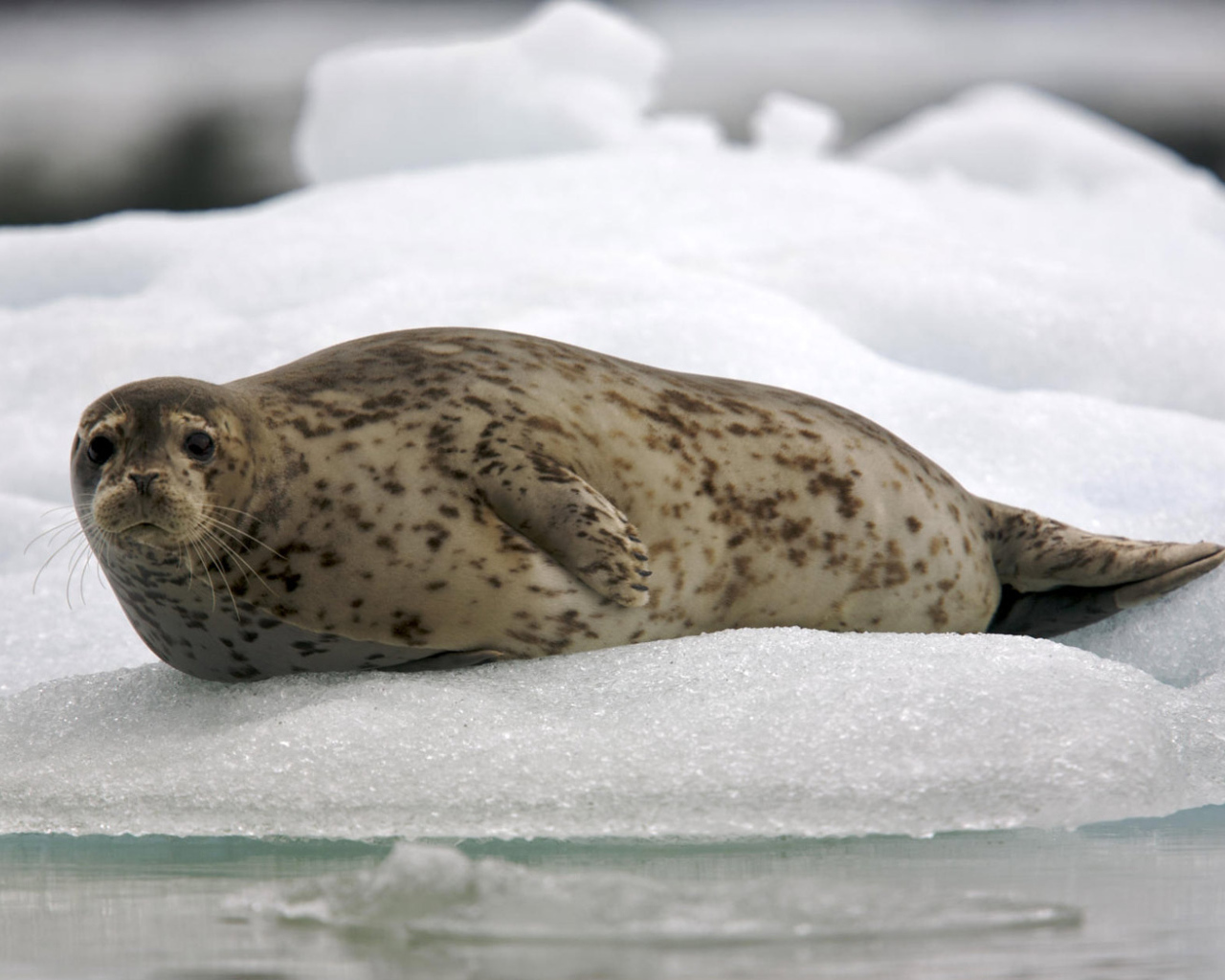 Обыкновенный тюлень